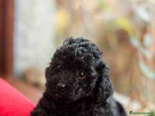 Caniche Toy perros Caniche toys negros - Anuncio 2