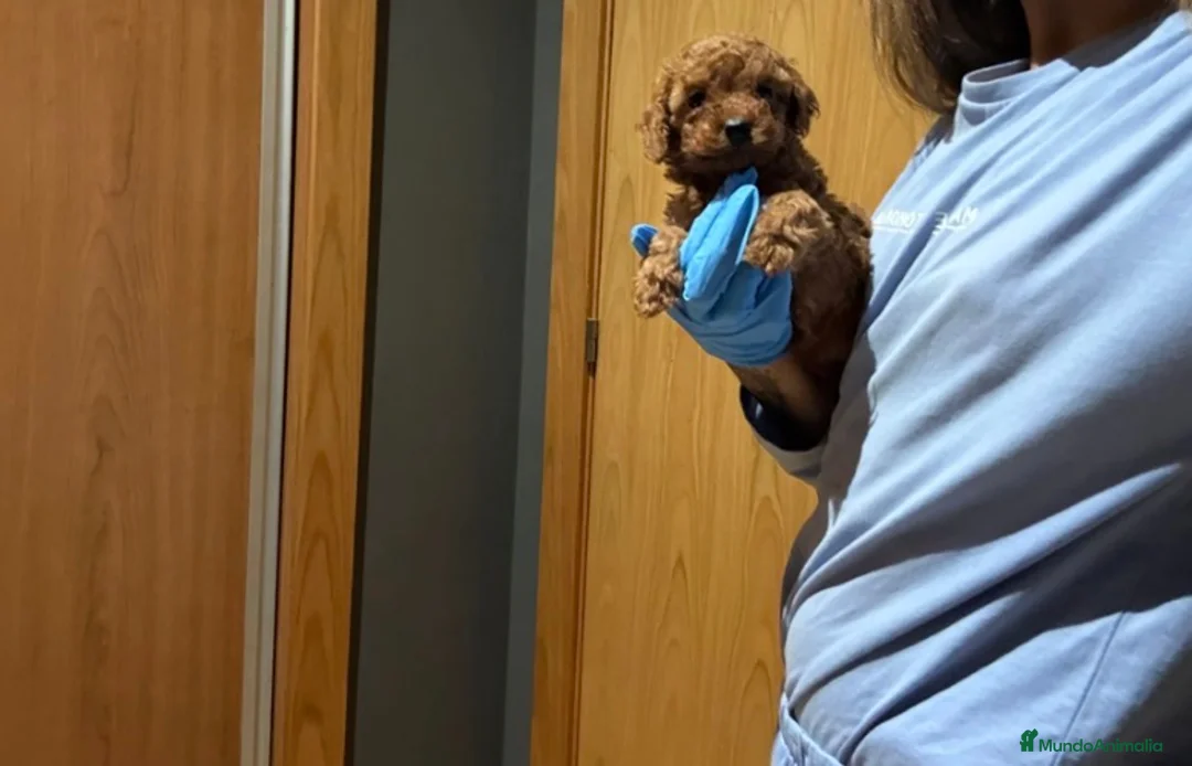 Caniche Toy perros en venta: Caniche rojos asiáticos  - Anuncio 1