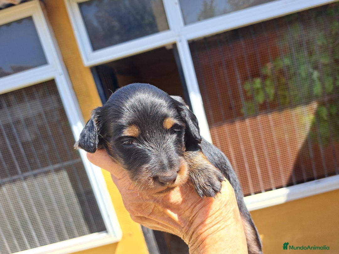 Teckel perros en venta: Teckel de pelo largo - Imagen 4