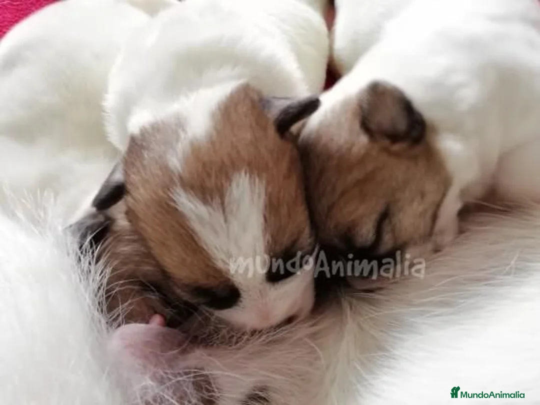 Imagen de galería {{count}}