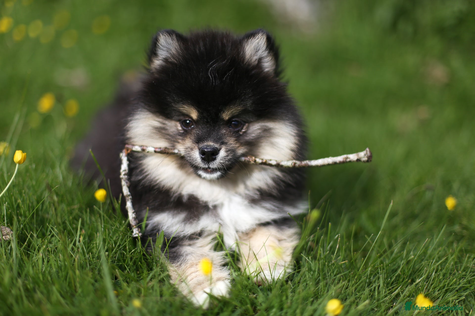 Pomsky perros Pomsky toy F3 - Anuncio 1