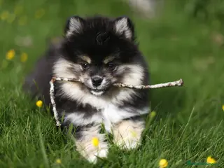 Pomsky perros Pomsky toy F3 - Anuncio 3