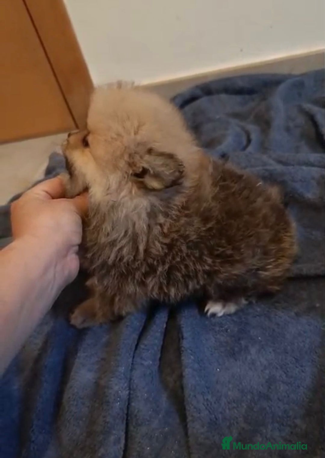 Pomerania perros en venta: Lulu pomerania toy osito - Imagen 12