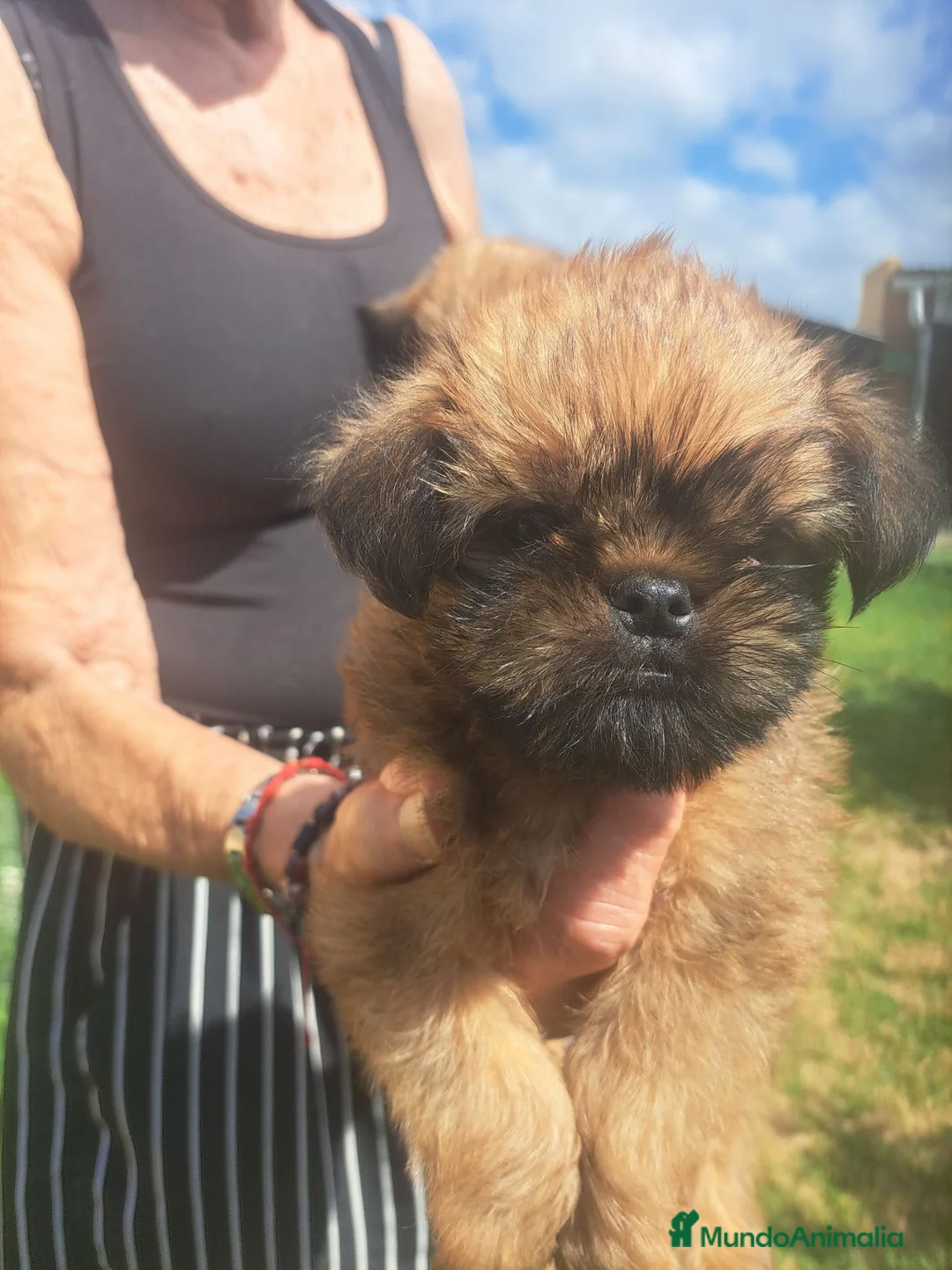 Grifón de Bruselas perros en venta: GRIFFON DE BRUSELAS - Anuncio 7