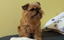Grifón de Bruselas perros para monta: Griffon de bruselas  - Imagen 5