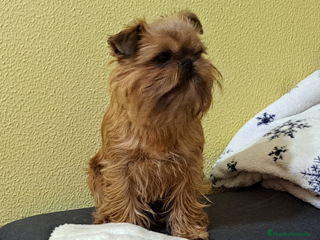 Grifón de Bruselas perros para monta: Griffon de bruselas  - Imagen 5