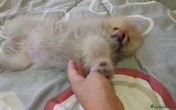 Pomerania perros en venta: Lulu pomerania toy - Imagen 10