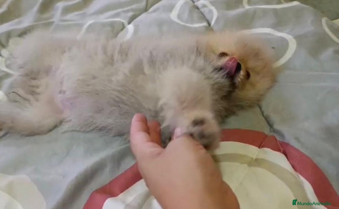 Pomerania perros en venta: Lulu pomerania toy - Imagen 10