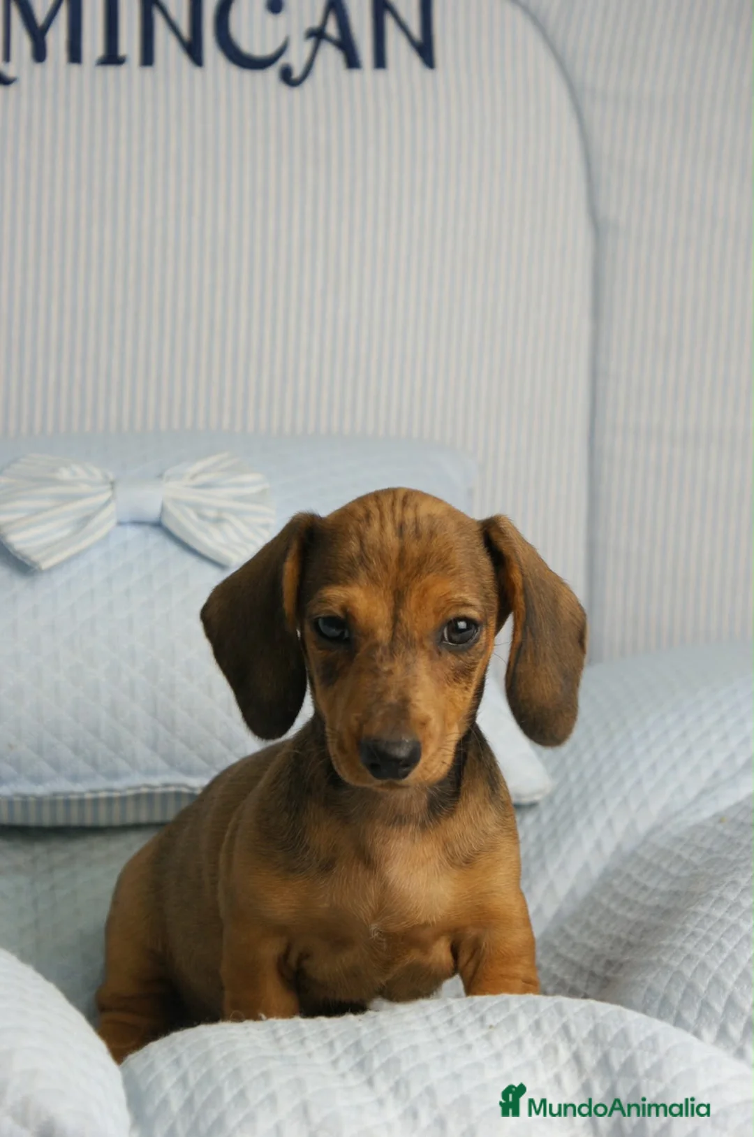 Teckel Miniatura perros en venta: TECKEL MINI ARLEQUÍN ROJO - Anuncio 7