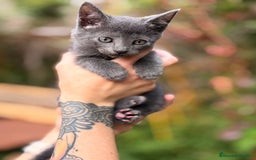 Azul Ruso gatos en venta: Azul ruso - Anuncio 2