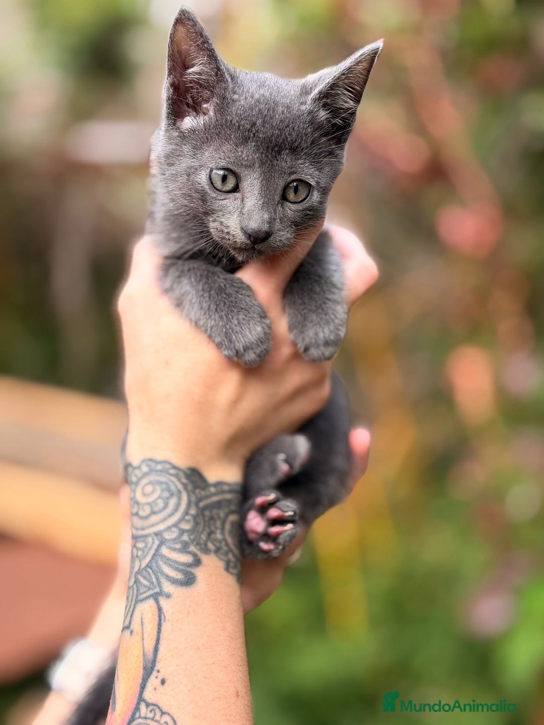 Azul Ruso gatos en venta: Azul ruso - Anuncio 2