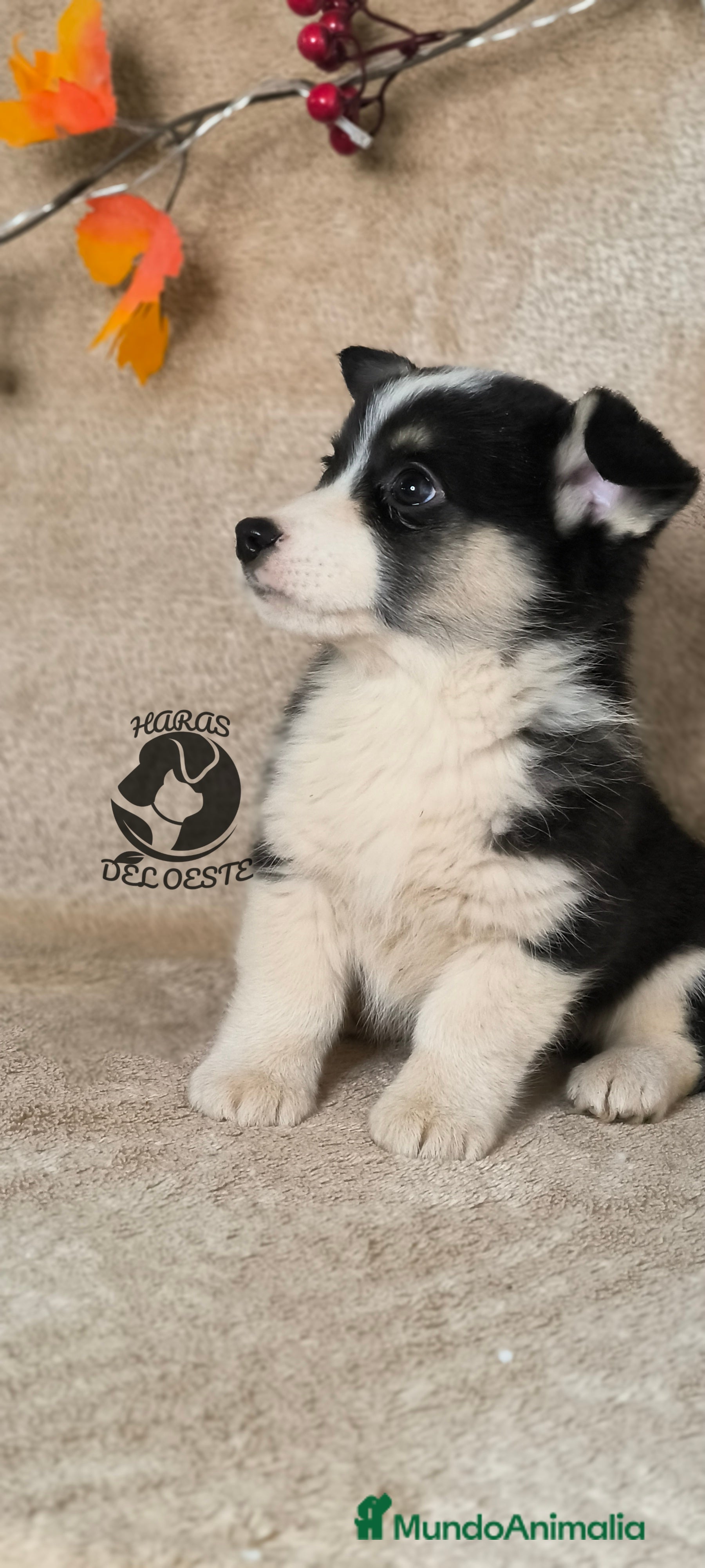 Welsh Corgi Cardigan perros Corgi  - Anuncio 2