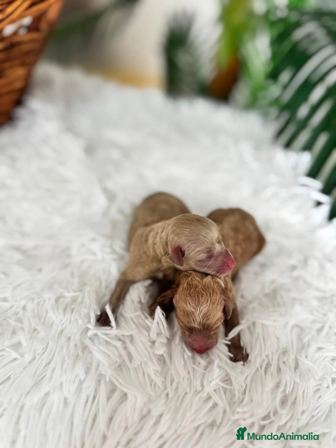 Caniche Toy perros en venta: CANICHE TOY HEMBRA - Anuncio 2