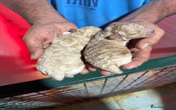 Caniche Toy perros en venta: Caniches toy  - Imagen 2