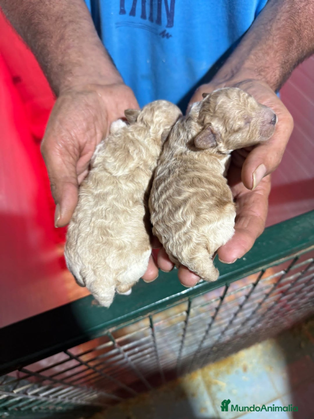 Caniche Toy perros en venta: Caniches toy  - Imagen 2