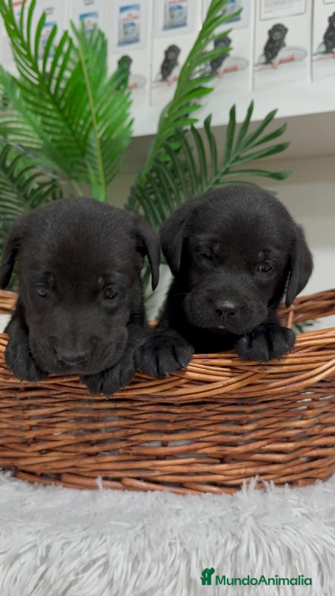 Labrador Retriever perros en venta: LABRADOR MACHO - Imagen 4