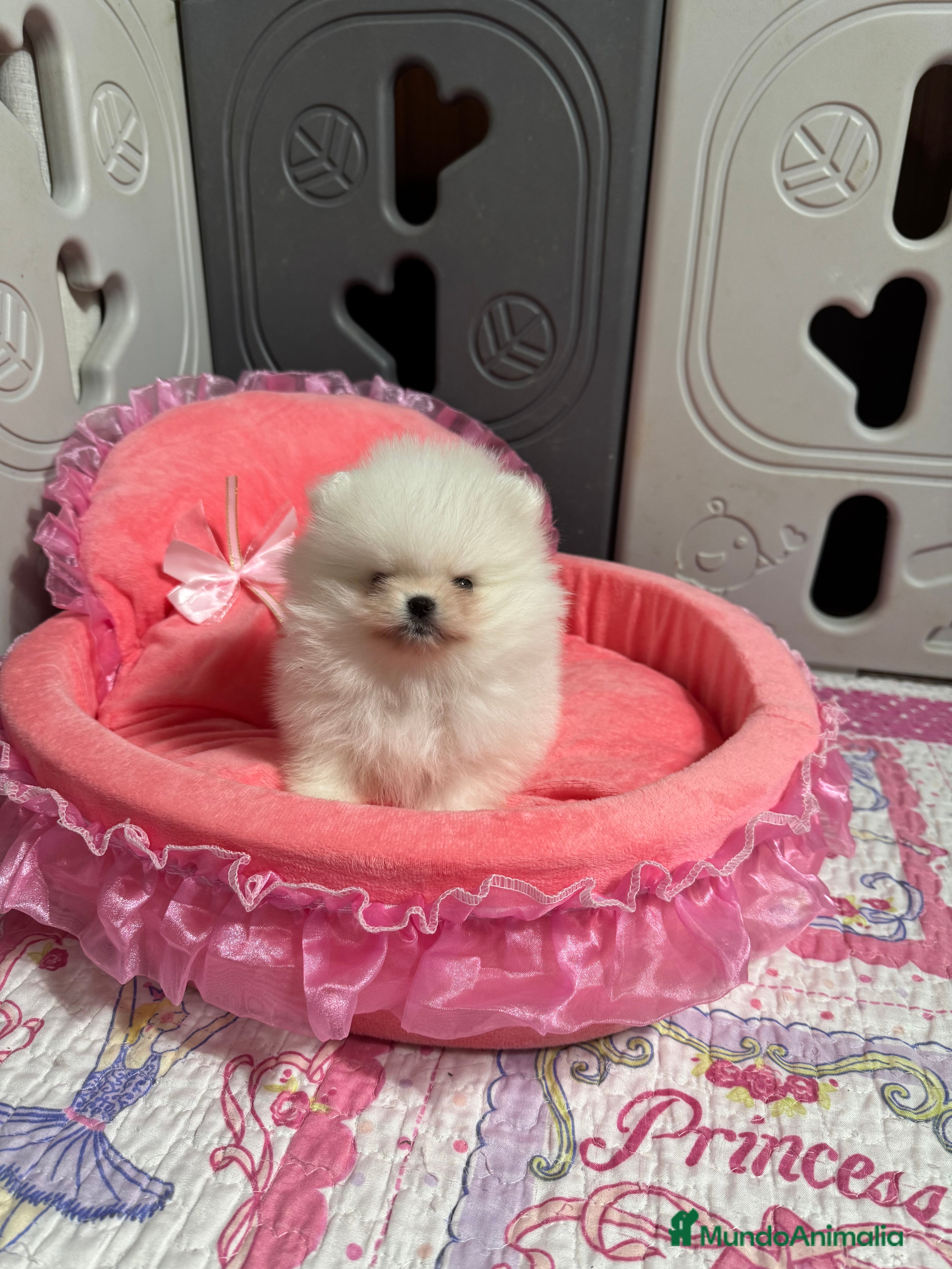 Pomerania perros Pomerania hembra mini - Anuncio 15