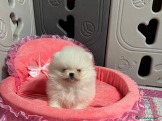 Pomerania perros Pomerania hembra mini - Anuncio 22