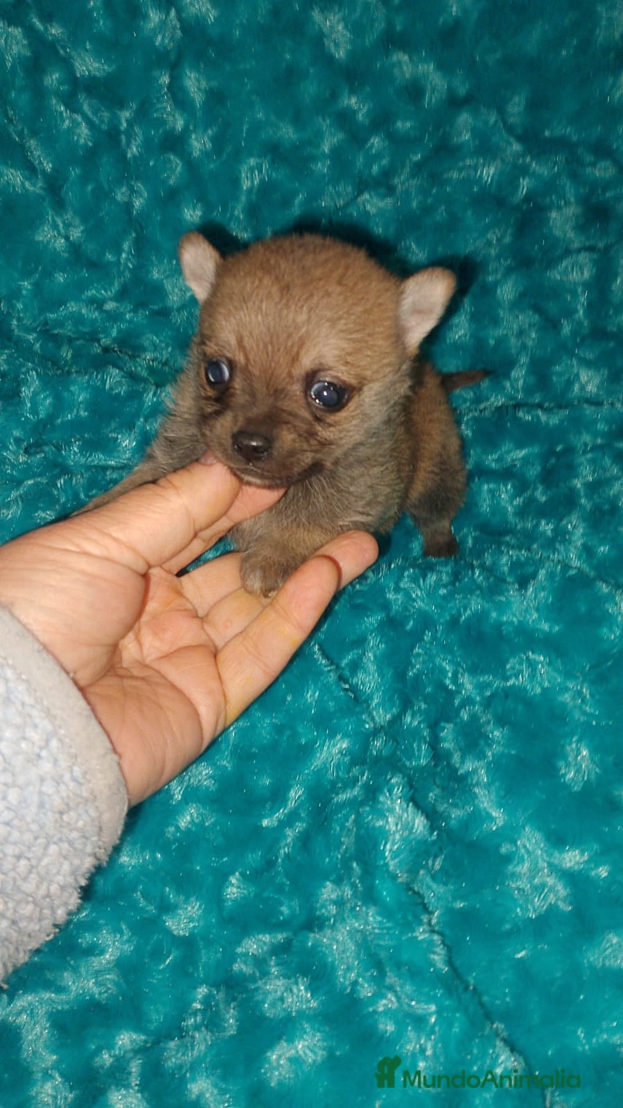 Pomchi perros Pomchi macho sable - Anuncio 23