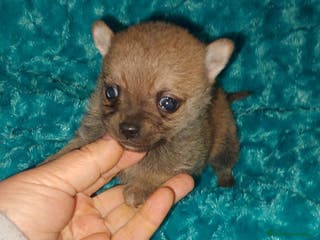 Pomchi perros Pomchi macho sable - Anuncio 23