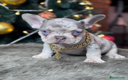 Bulldog Francés perros en venta: FRENCHIES // PASIÓN Y DEDICACIÓN  - Anuncio 2