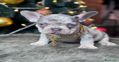 Bulldog Francés perros FRENCHIES // PASIÓN Y DEDICACIÓN  - Anuncio 4