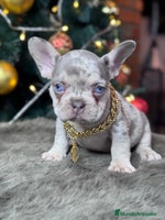 Bulldog Francés perros FRENCHIES // PASIÓN Y DEDICACIÓN - Anuncio 2