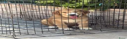 Pastor de Asia Central perros en venta: Cachorra de Alabai  - Anuncio 3