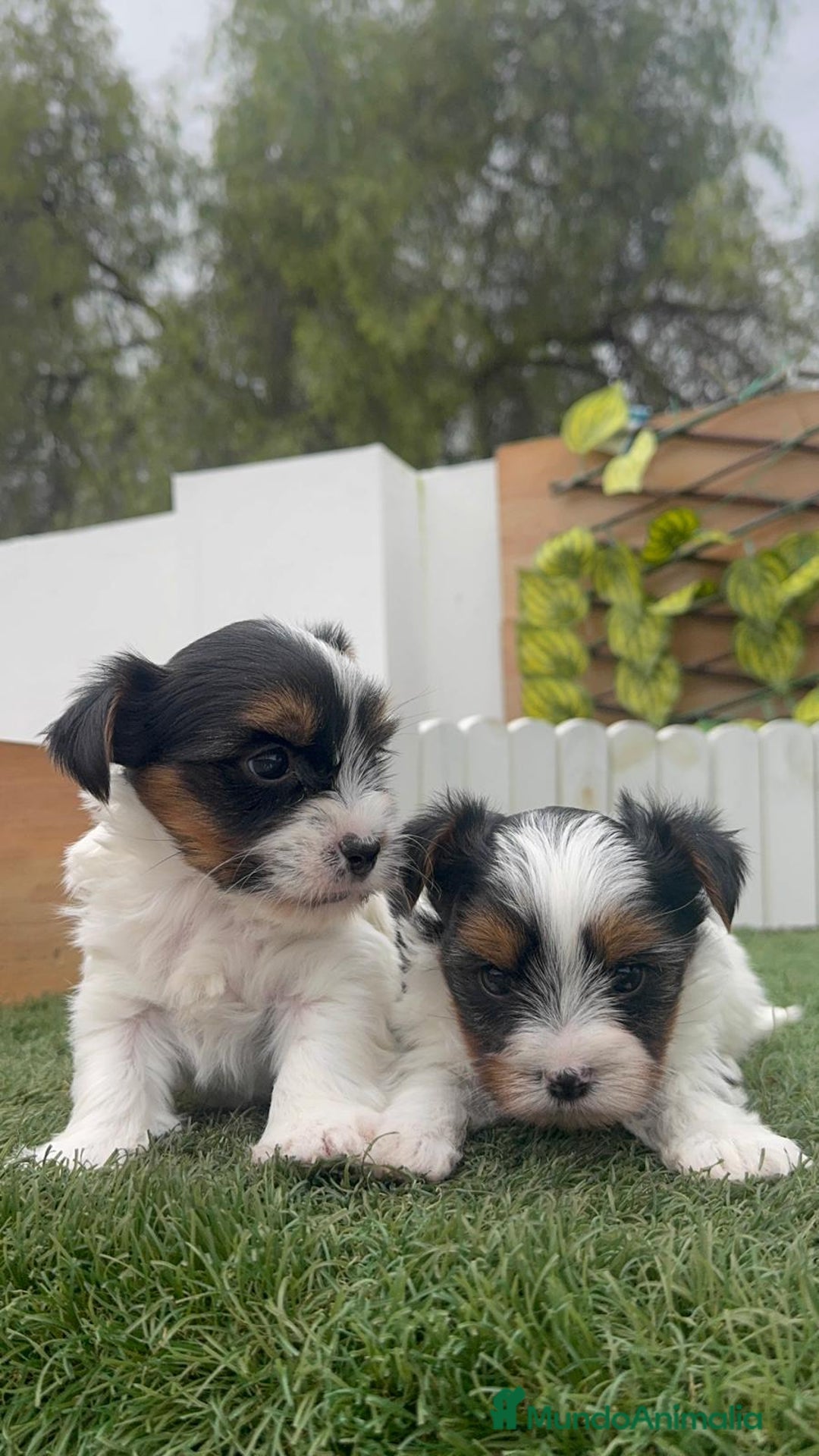 Yorkshire Terrier perros en venta: YORKSHIRE BIEWER MACHO - Anuncio 5