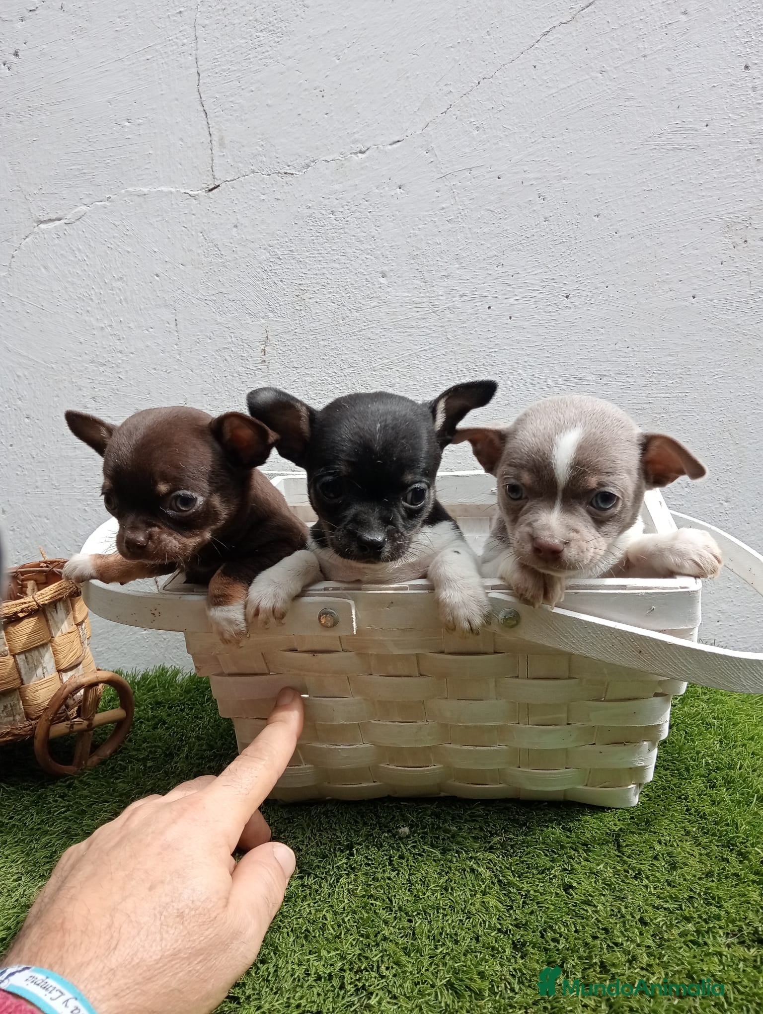 Chihuahua perros Chihuahuas bebés  en Barcelona - Anuncio 2