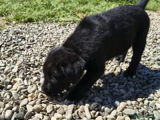 Labrador Retriever perros Labrador retriever hembra disponible - Anuncio 2