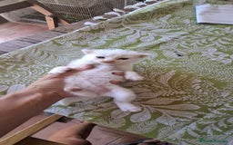 Europeo de Pelo Corto gatos en venta: Gatito blanco pelo semilargo - Imagen 2