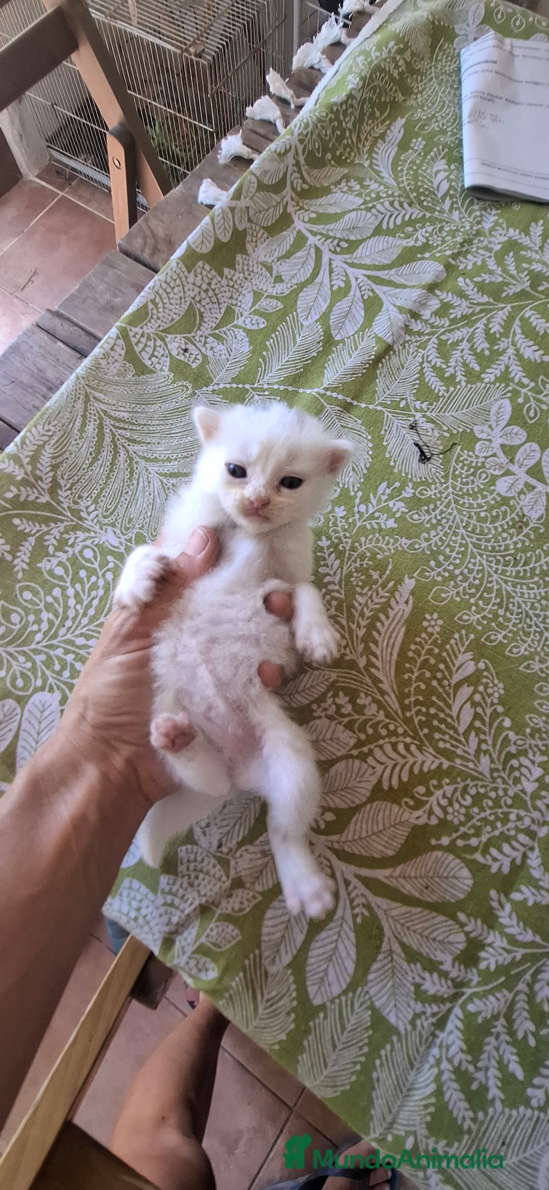 Europeo de Pelo Corto gatos en venta: Gatito blanco pelo semilargo - Imagen 2
