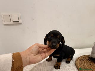 Teckel perros Teckel - Anuncio 8