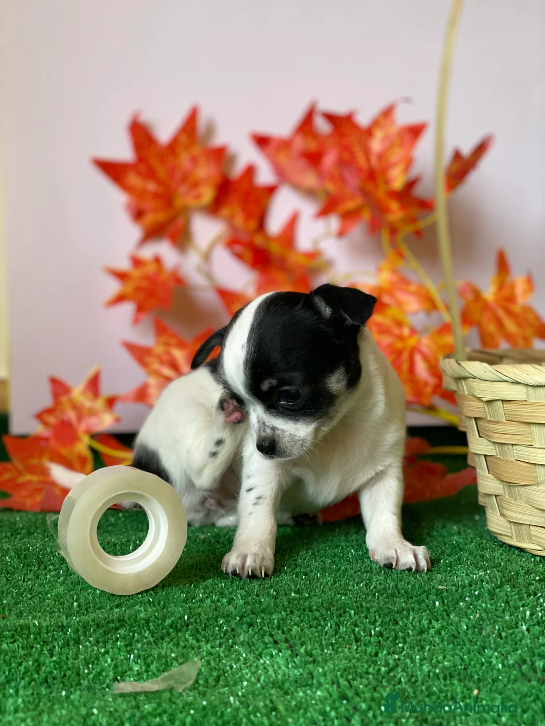 Chihuahua perros en venta: Chihuahuas socializados !! en Ciudad Real - Anuncio 10