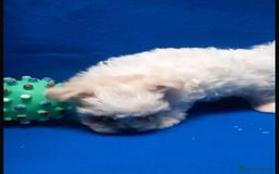 Bichón Maltés perros en venta: Bichon maltés toy - Imagen 11