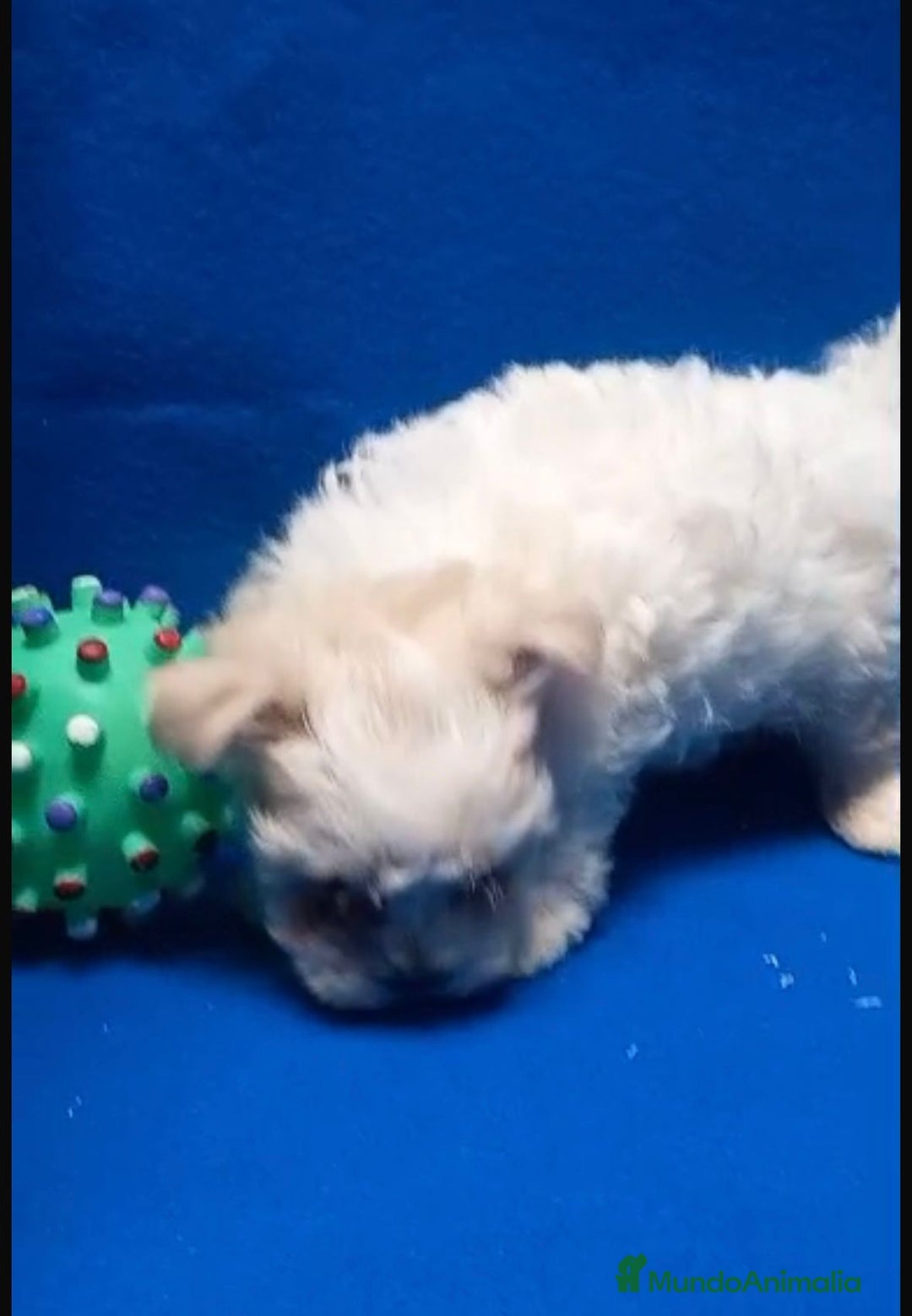 Bichón Maltés perros en venta: Bichon maltés toy - Imagen 11