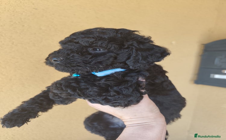 Perro de Agua Español perros - Anuncio 2