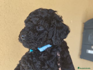 Perro de Agua Español perros - Anuncio 1