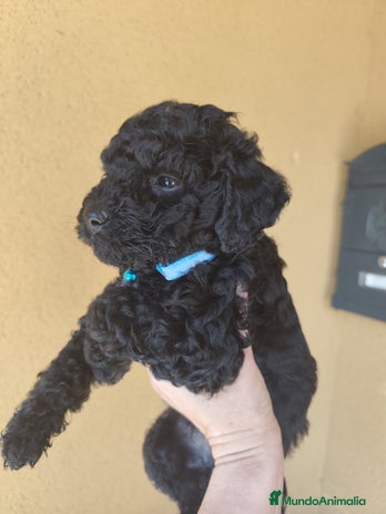 Perro de Agua Español perros - Anuncio 1