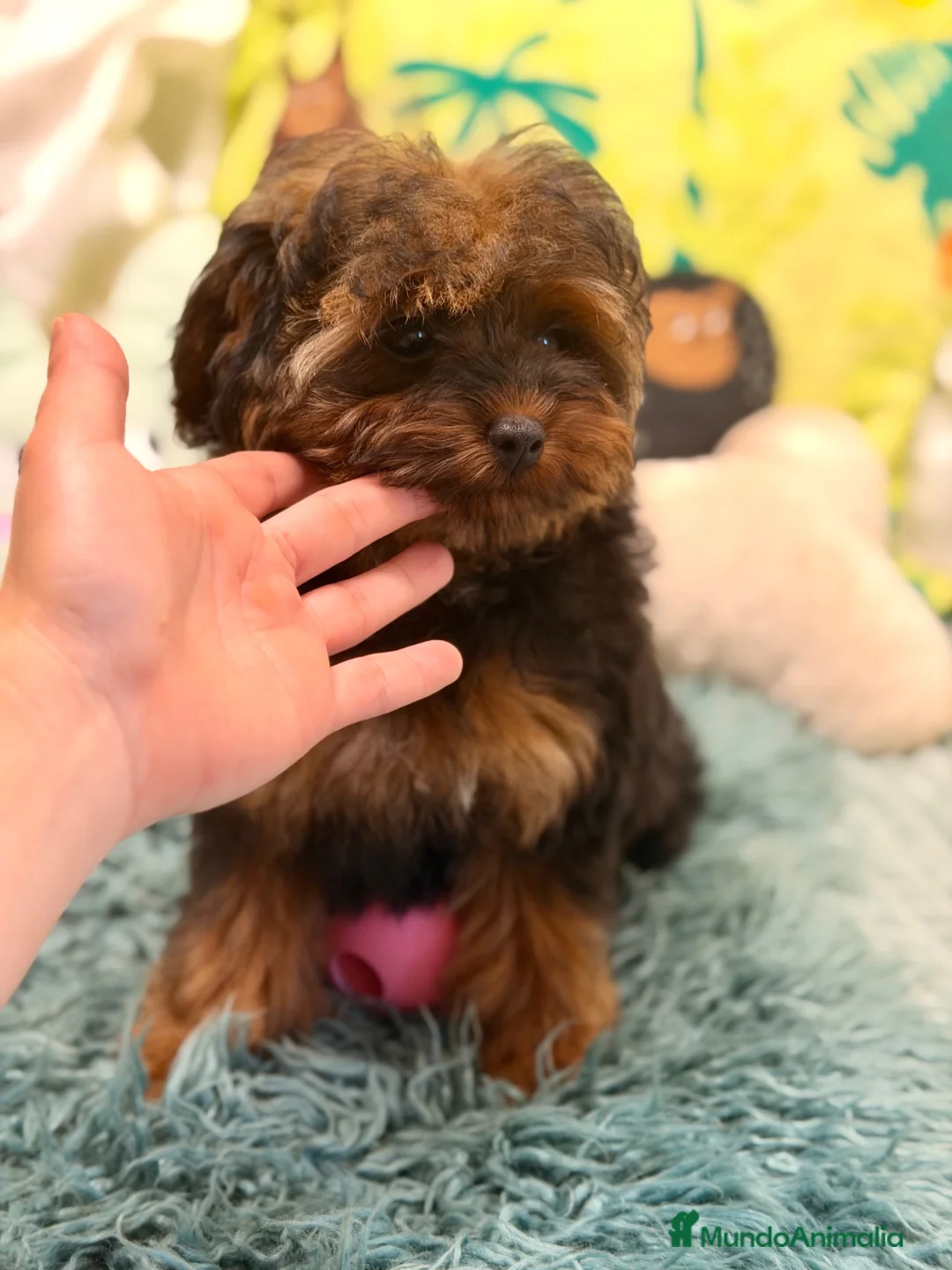 Yorkiepoo perros en venta: PRECIOSA YORKIEPOO HEMBRA MINITOY 4 MESES - Anuncio 8