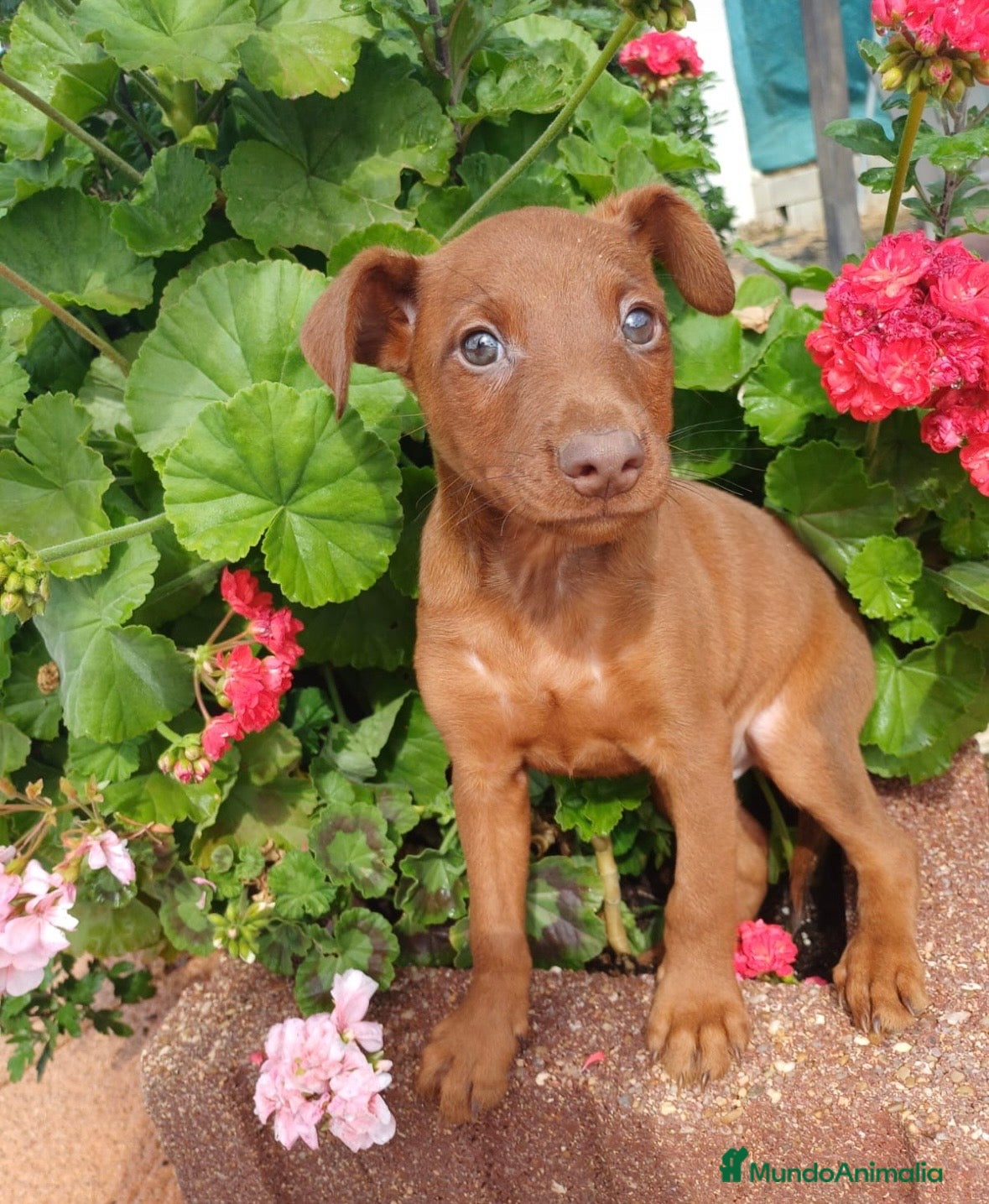 Pinscher Miniatura perros Mini pinscher rojo disponible 🐶🐾 - Anuncio 2