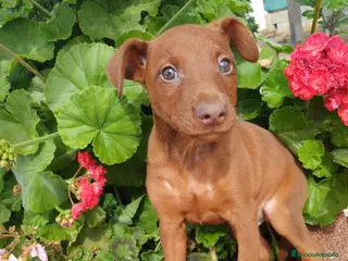 Pinscher Miniatura perros Mini pinscher rojo disponible 🐶🐾 - Anuncio 2