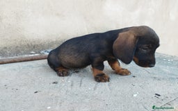 Teckel perros en venta: TECKEL DISPONIBLES, PRECIO ECONÓMICO ♂️ - Imagen 1