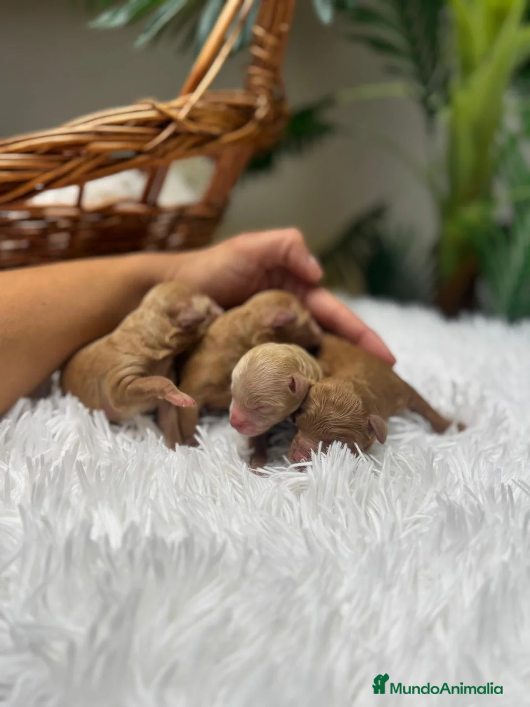 Caniche Toy perros en venta: CANICHE TOY - Anuncio 1