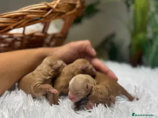 Caniche Toy perros CANICHE TOY - Anuncio 2