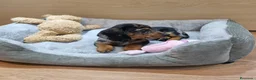 Teckel perros en venta: Teckel - Anuncio 1