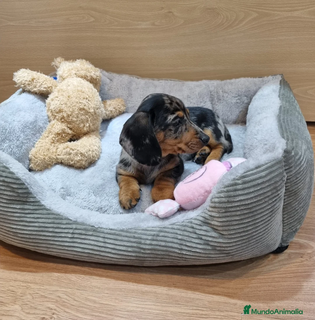 Teckel perros en venta: Teckel - Anuncio 1