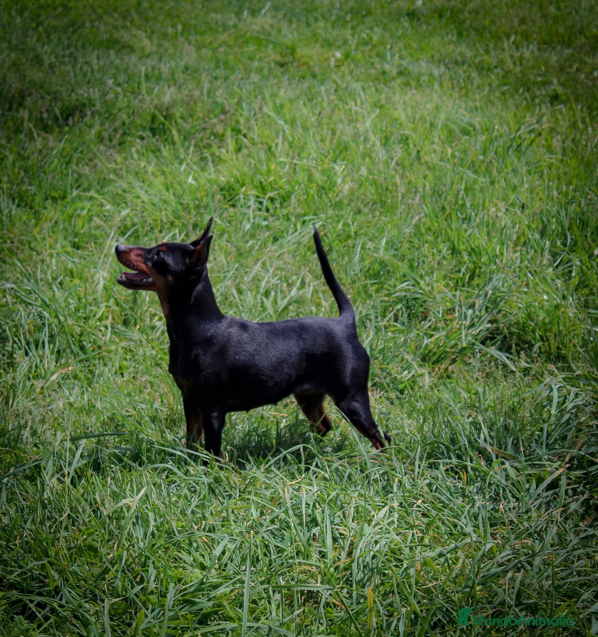 Pinscher Miniatura perros Pinscher miniatura disponibles  - Anuncio 31
