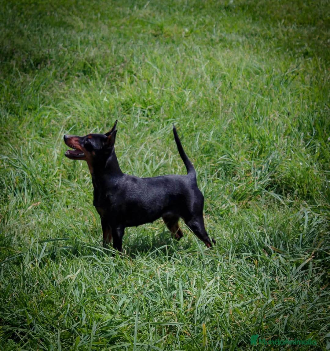 Pinscher Miniatura perros en venta: Pinscher miniatura disponibles  - Anuncio 4
